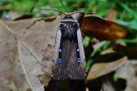 Ochropleura leucogaster
