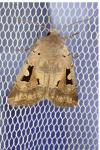 Orthosia gothica