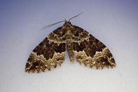 Lampropteryx suffumata