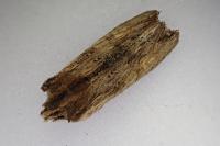 Lithophane semibrunnea