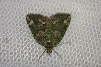 Chloroclysta siterata