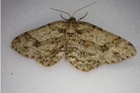 Ectropis crepuscularia