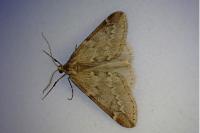 Alsophila aescularia