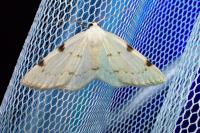 Lomographa bimaculata