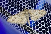 Gymnoscelis rufifasciata