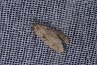 Diurnea fagella