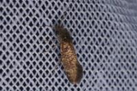 Dyseriocrania subpurpurella