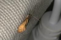 Dyseriocrania subpurpurella