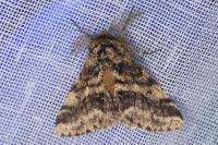 Lycia hirtaria