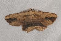 Menophra abruptaria
