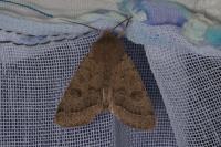 Orthosia cerasi