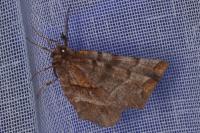 Selenia dentaria