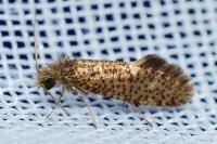 Dyseriocrania subpurpurella