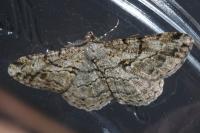 Peribatodes rhomboidaria