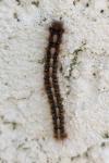 Lasiocampa quercus
