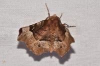 Selenia tetralunaria