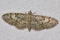 Eupithecia dodoneata