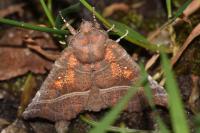 Scoliopteryx libatrix