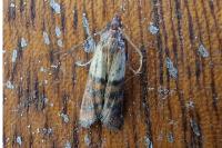 Plodia interpunctella