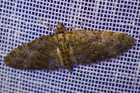 Eupithecia abbreviata