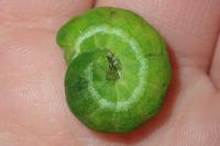 Phlogophora meticulosa