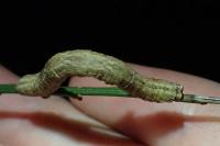 Peribatodes rhomboidaria