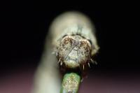 Peribatodes rhomboidaria