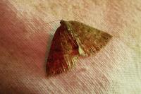 Aleucis distinctata