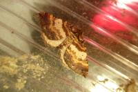 Earophila badiata
