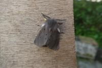 Diaphora mendica