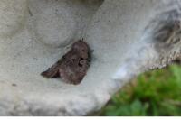 Orthosia gothica