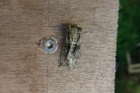 Polyploca ridens