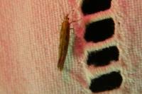 Plutella xylostella