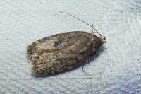 Agonopterix ciliella/heracliana