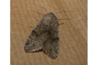 Orthosia incerta