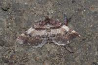 Earophila badiata