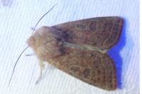 Orthosia gracilis