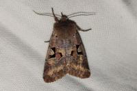 Orthosia gothica