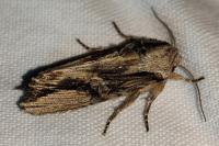 Egira conspicillaris