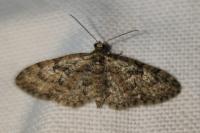 Eupithecia dodoneata