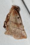 Selenia dentaria