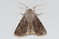Orthosia incerta