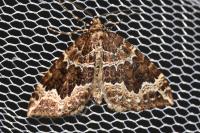 Lampropteryx suffumata