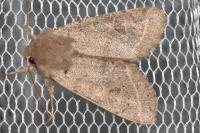 Orthosia cerasi