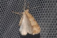 Ectropis crepuscularia