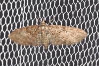 Eupithecia abbreviata