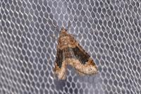 Xanthorhoe ferrugata