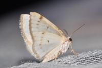 Lomographa bimaculata