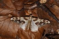 Agriopis leucophaearia