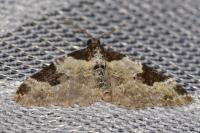 Xanthorhoe fluctuata